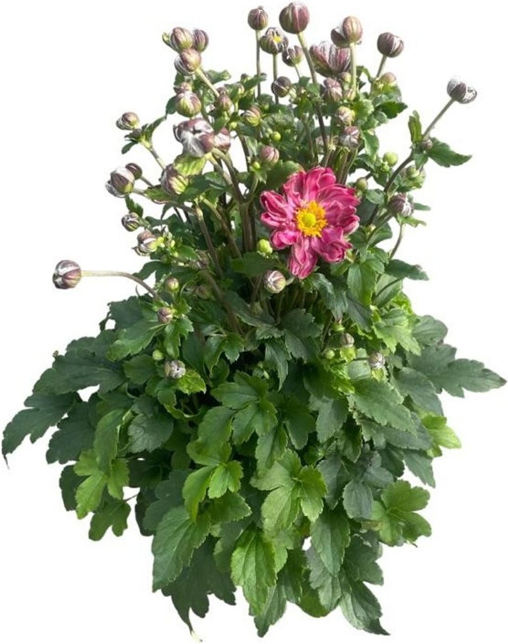 Herfstanemoon (Anemone hupehensis 'Fantasy Belle') D 17 H 50 cm