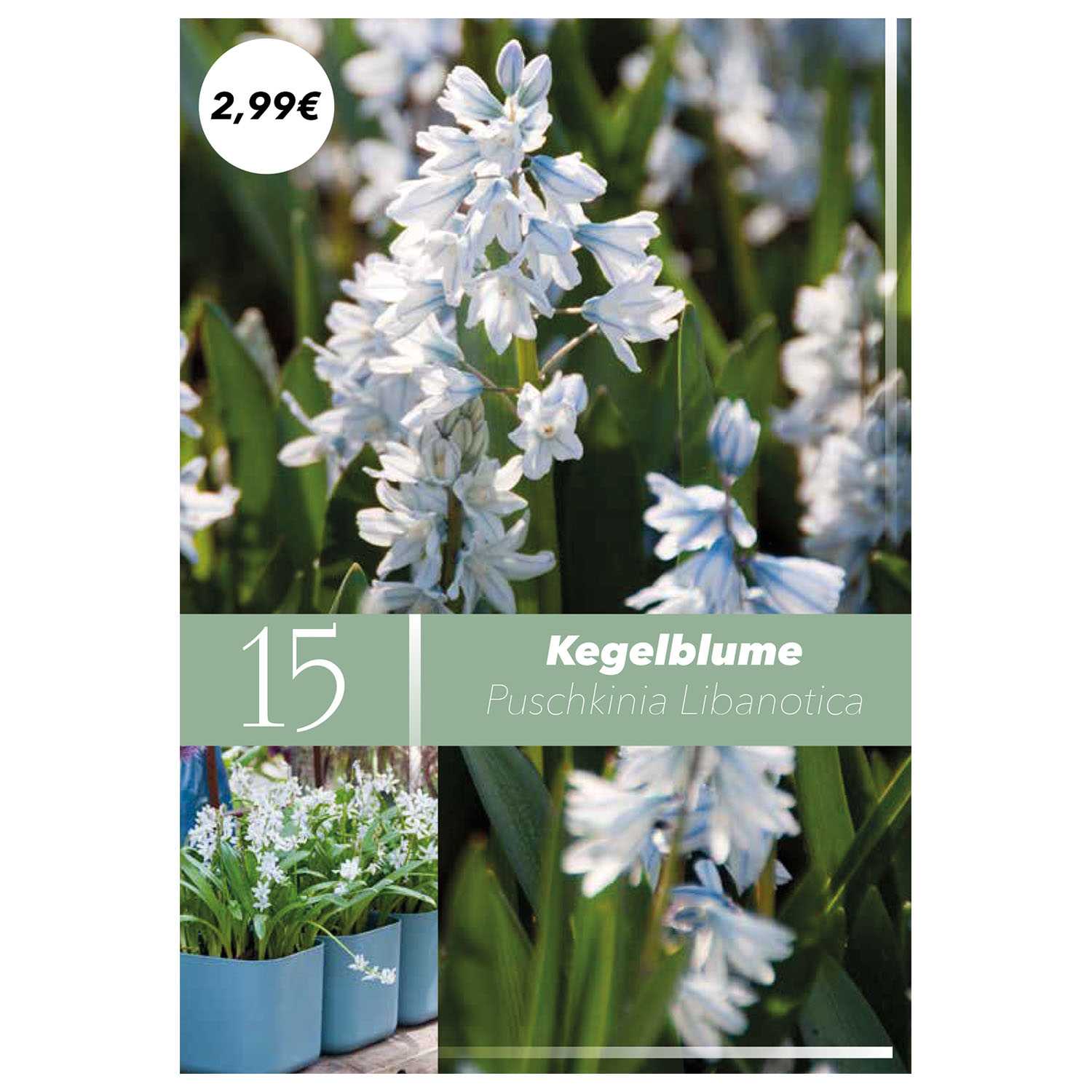 Blumenzwiebeln Frühlingsboten Herbst 9fach
