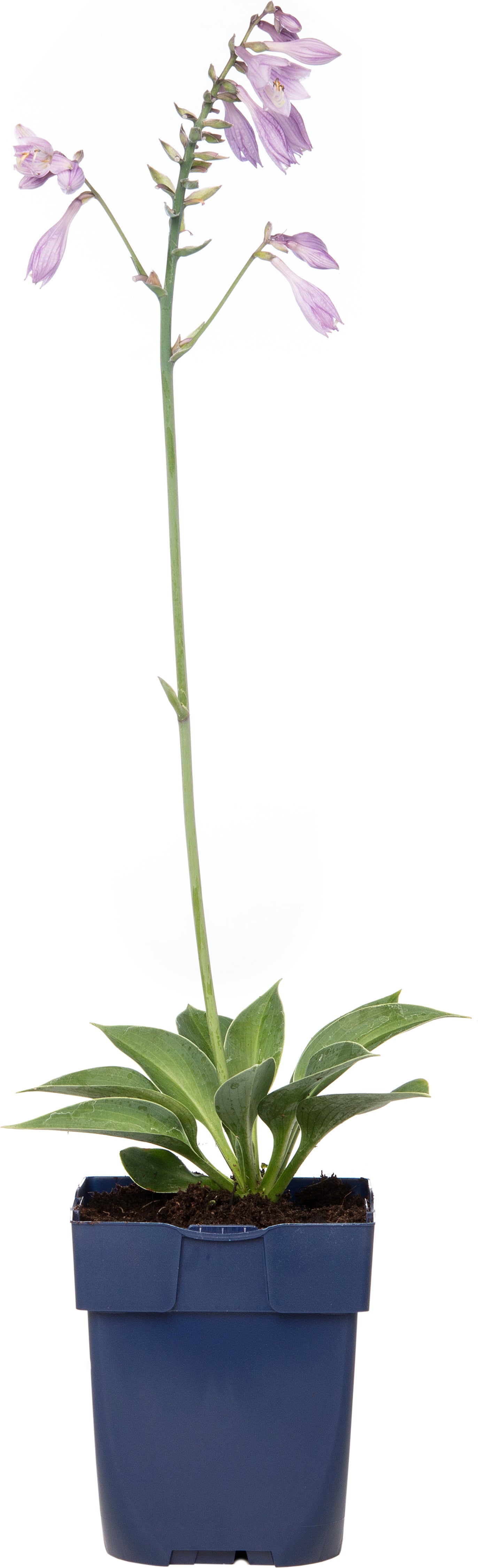 Hartlelie (Hosta 'Blue Cadet') D 9 H 15 cm
