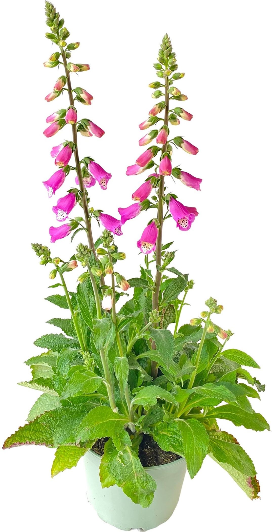 Vingerhoedskruid (Digitalis purpurea 'Pink Panther') D 19 H 60 cm