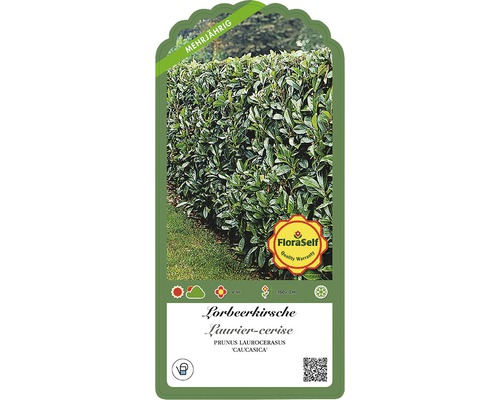 Laurierkers 'Caucasica' FloraSelf Prunus laurocerasus 'Caucasica' H 40-60 cm Co 3 L Minimale bestelhoeveelheid 38 stuks voor ca. 13 m haag