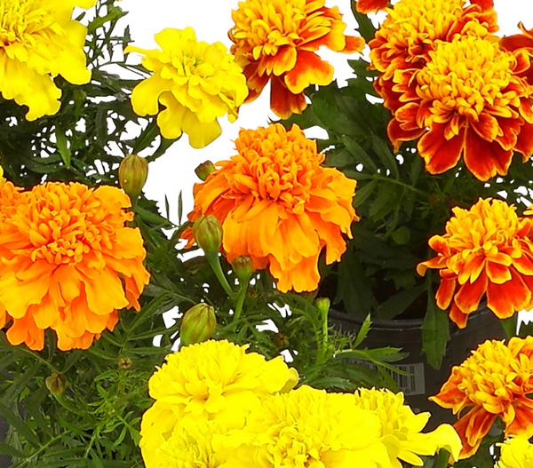 Studentenblume, verschiedene Farben