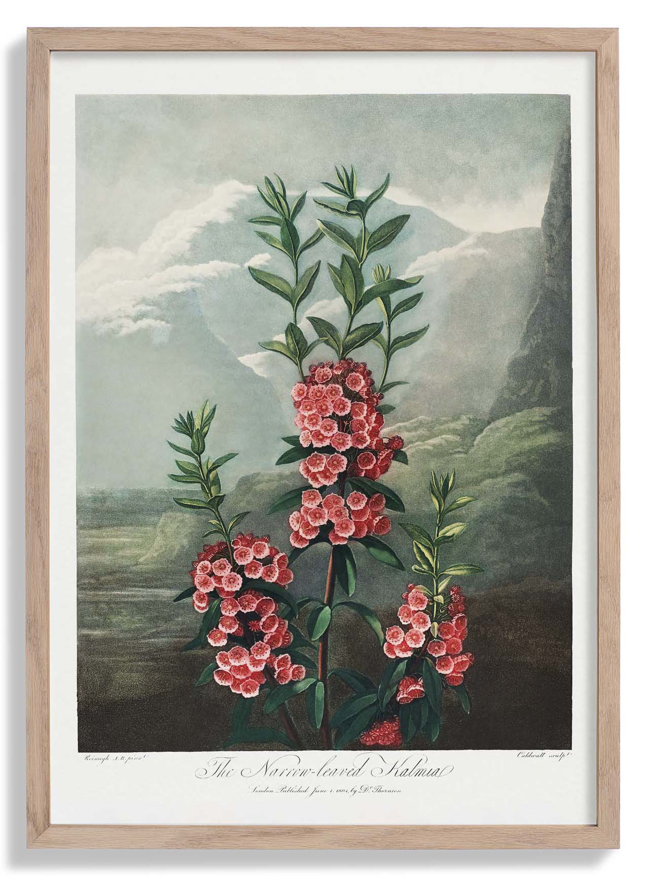 Kalmia aus dem Tempel der Flora
