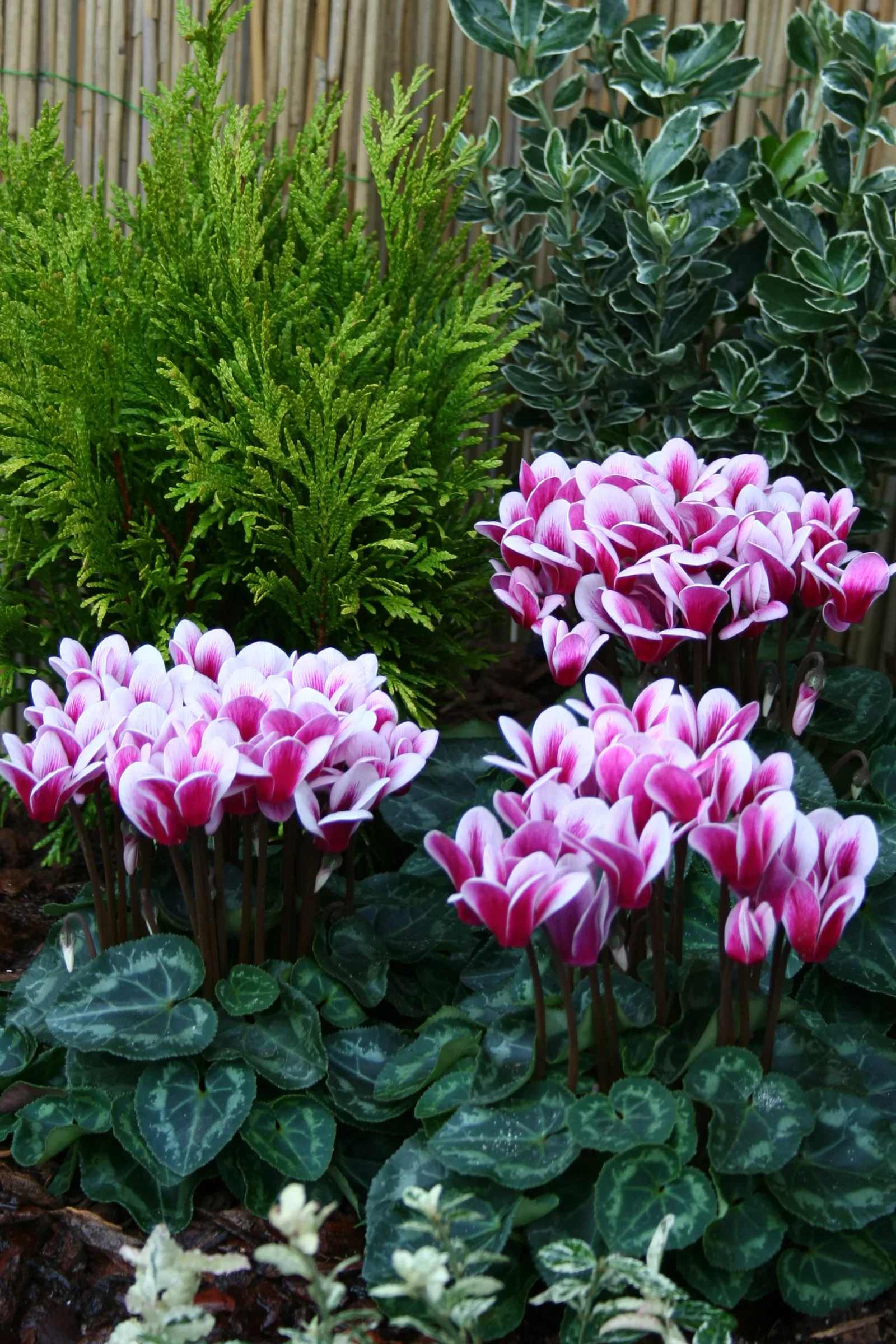 Cyclamen 'Goblet Shine Wine Red' 10,5 cm Alpefiol 'Goblet Shine Wine Red' Ø10,5 cm