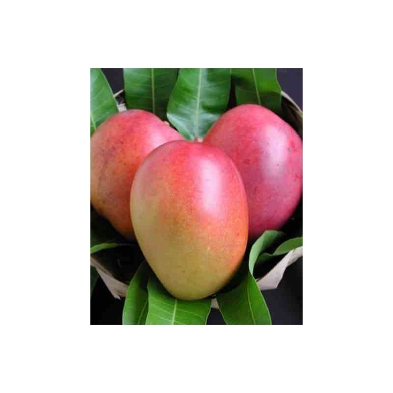 Manguier mangifera indica var .tommy atkins jaune - taille pot de 25l - 140/160cm