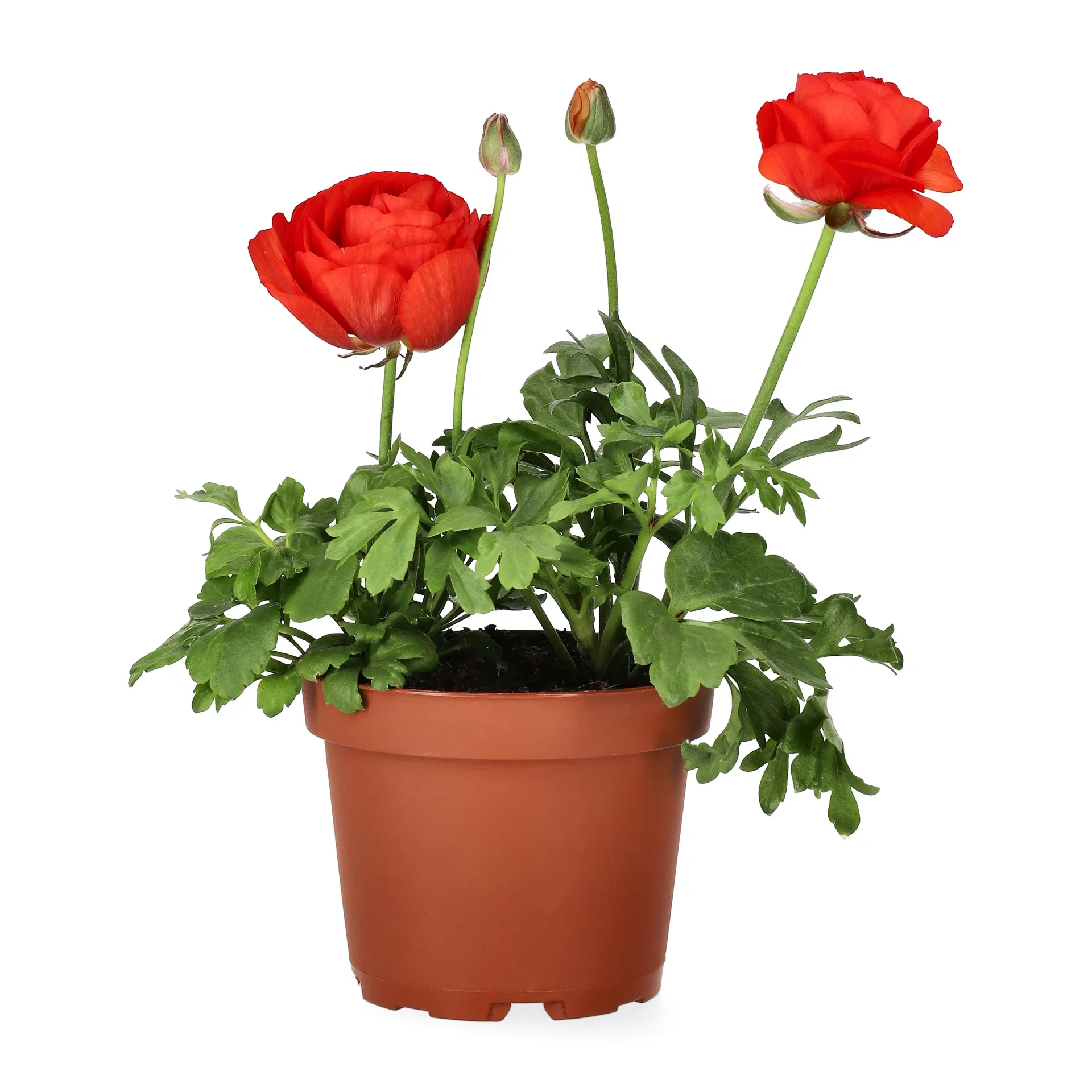 Ranunculus 10,5cm Ranunkel Ø10,5 cm