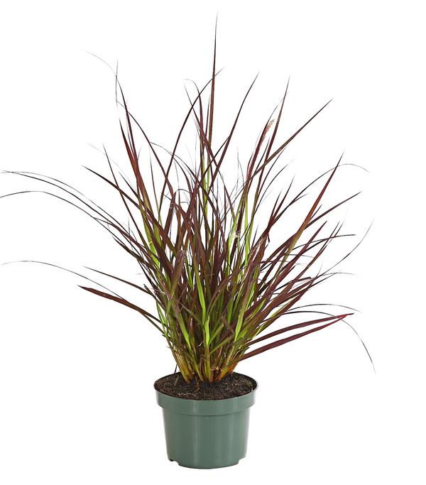 Rotes Lampenputzergras 'Summer Samba'