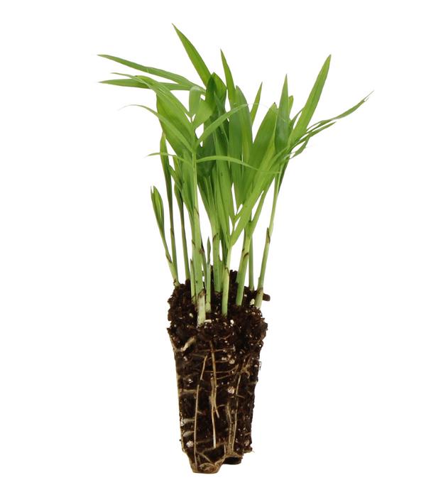 Flaschengarten DIY-Set Tropisches Paradies,