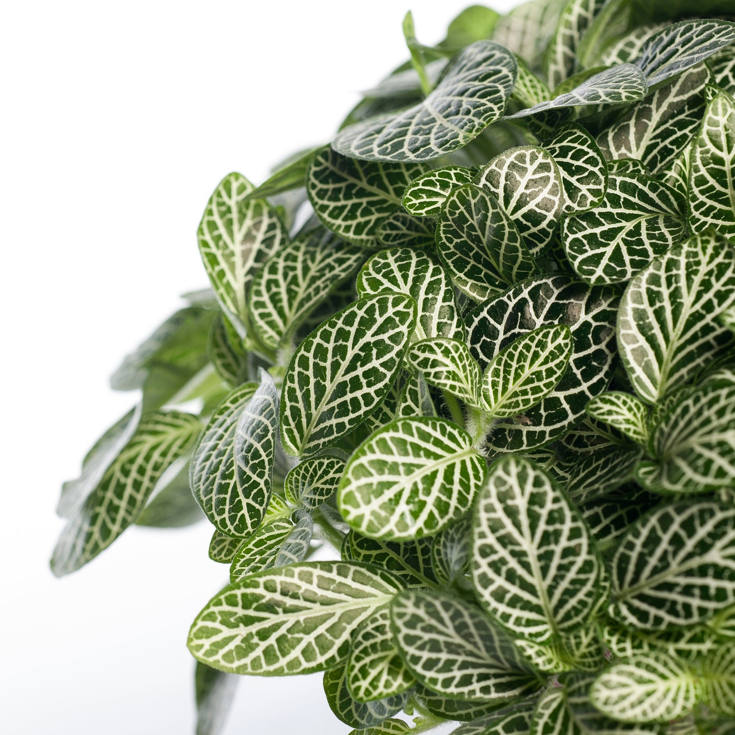 Mozaïekplant (Fittonia 'Mont Blanc') D 15 H 25 cm