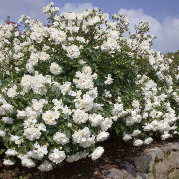 Rosier blanc meillandecor ® meicoublan sans motte