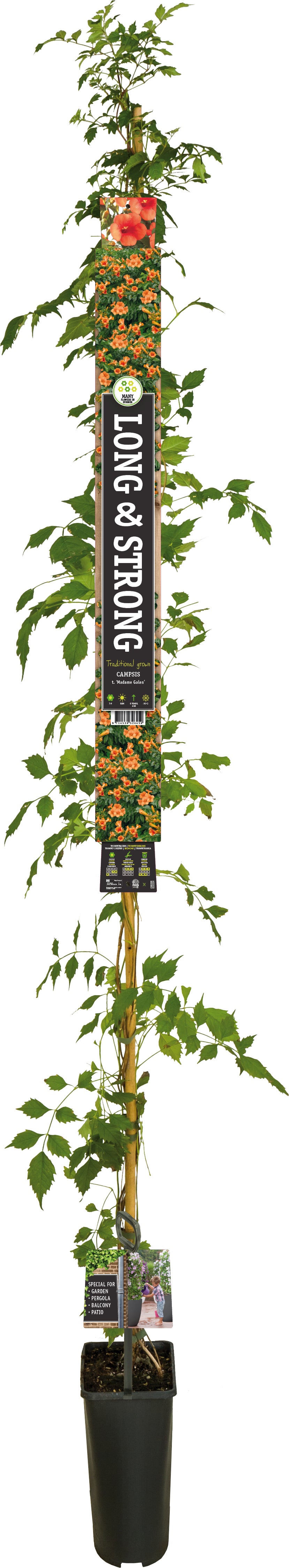 Trompetbloem (Campsis tagliabuana 'Madame Galen') D 23 H 210 cm