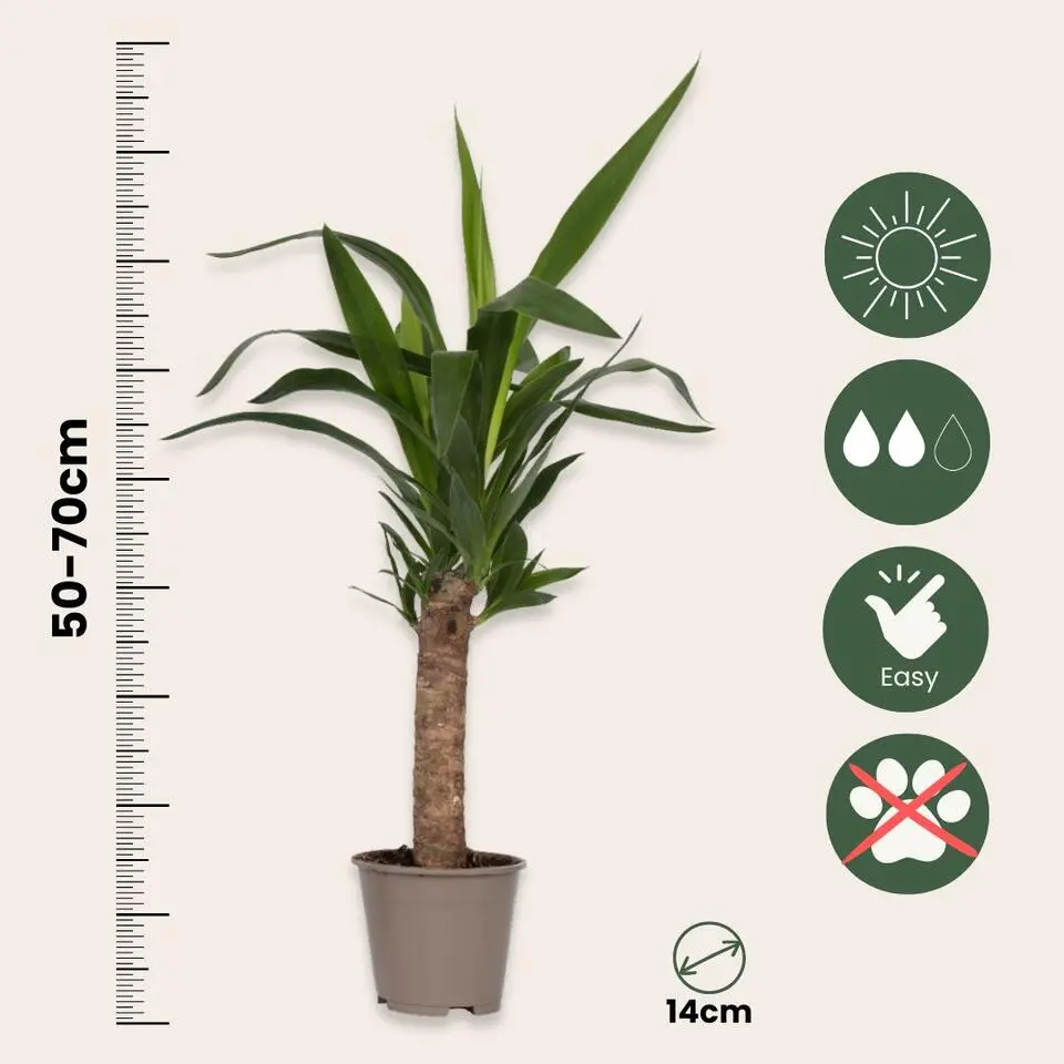 Kamerpalmen met plantenvoeding - Set van 6 - Hoogte 50-70cm - ⌀14cm