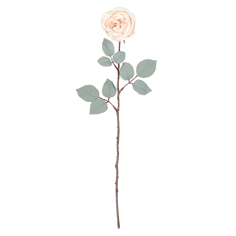 Tige de 'Rose'