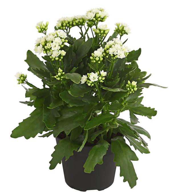 Flammendes Käthchen - Kalanchoe