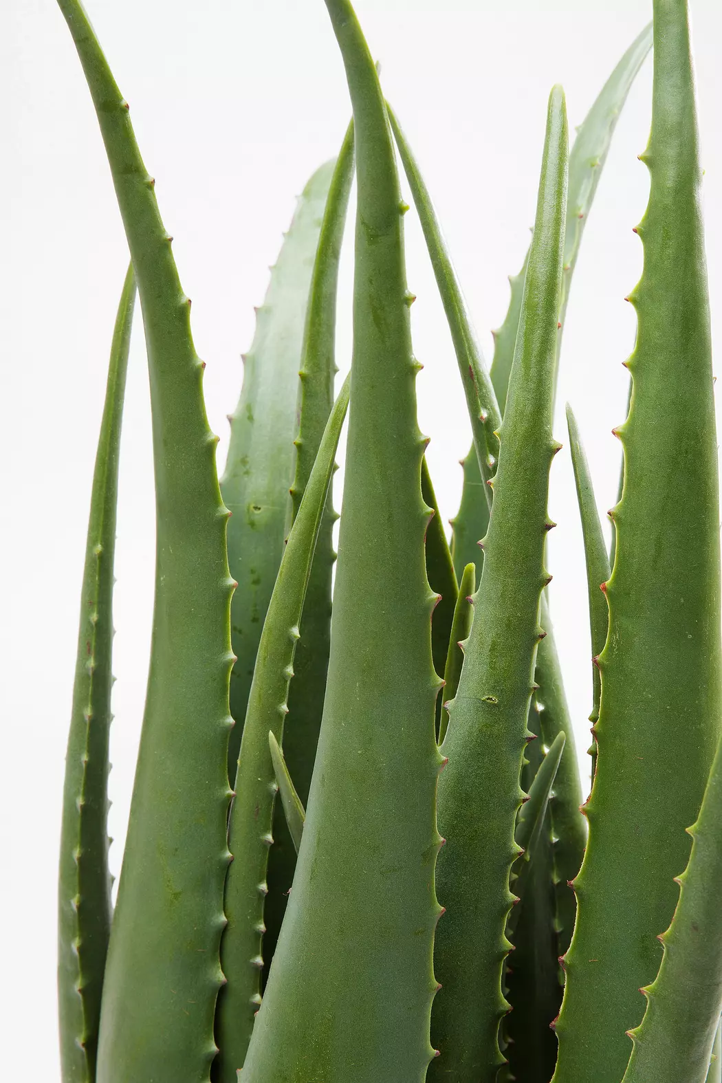 Kunstpflanze Aloe 60724