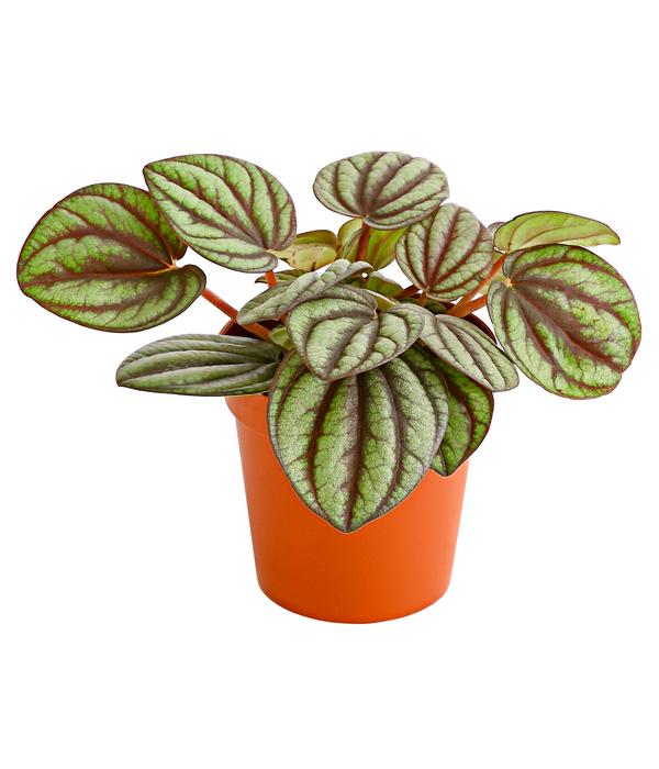 Zwergpfeffer - Pilea peperomiodides