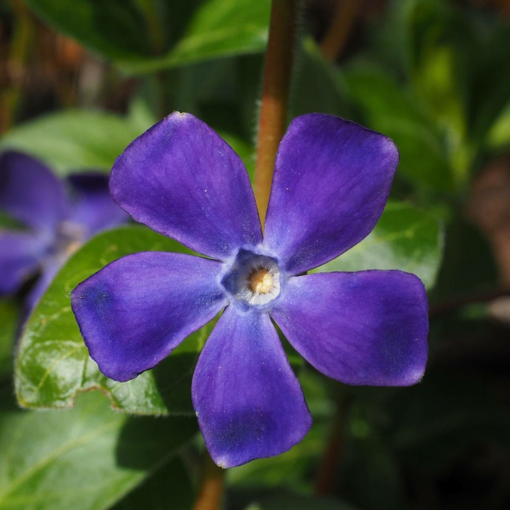 Pervenche major variegata/vinca major variegata[-]godet - 5/10 cm