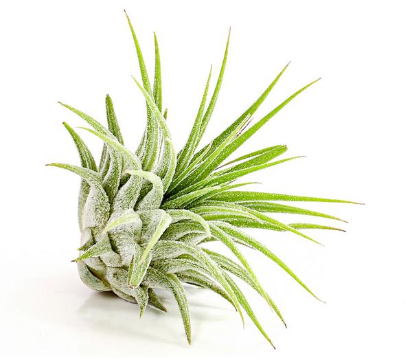 Tillandsie - Tillandsia cultivars klein,