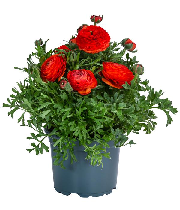 Ranunkel, verschiedene Farben