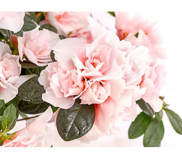 Zimmerazalee - Rhododendron simsii 'Oase de