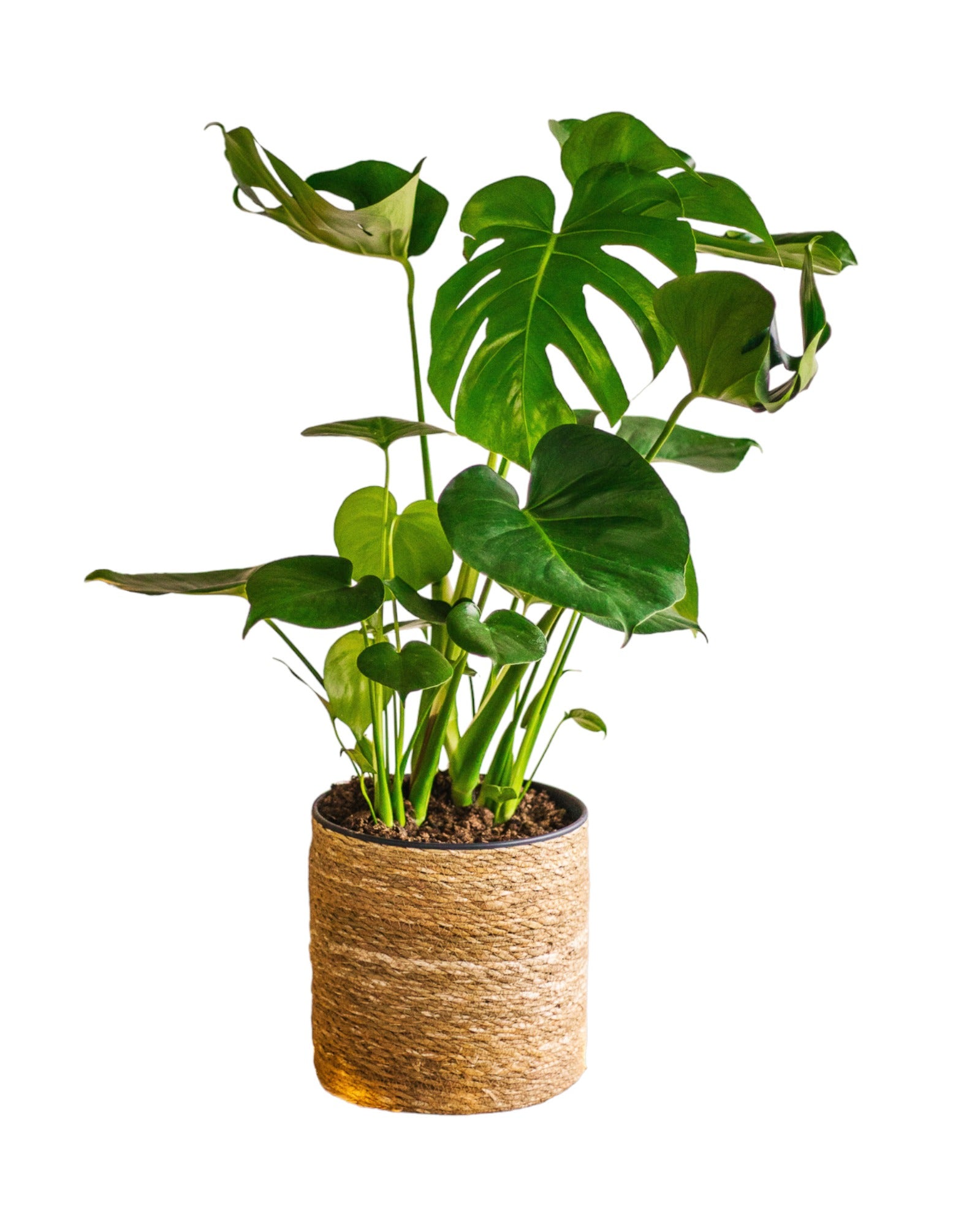 Plante d'intérieur - monstera deliciosa h65cm 65cm