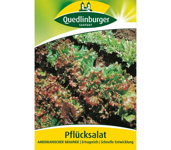 Quedlinburger Samen Pflücksalat