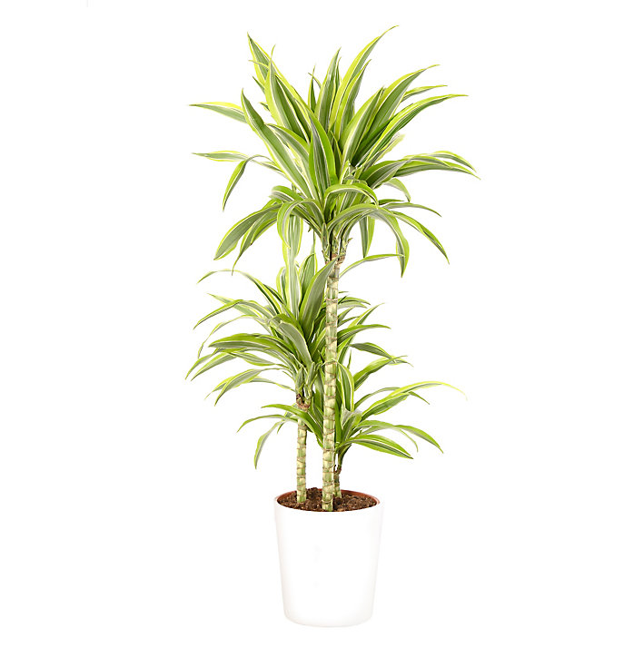 Dracaena lemon lime 21cm avec cache pot blanc