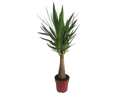 Yuccapalm, palmlelie FloraSelf Yucca 'Maya' H ca. 85 cm Ø 24 cm pot