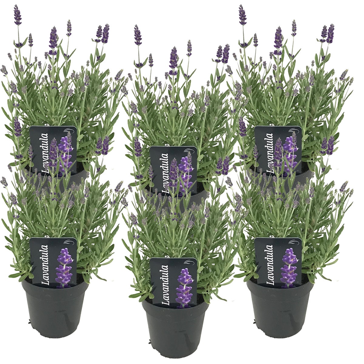6x Lavandula angustifolia 'Ardèche' - lavendel - struik - winterhart - ⌀12 cm - ↕20-25 cm