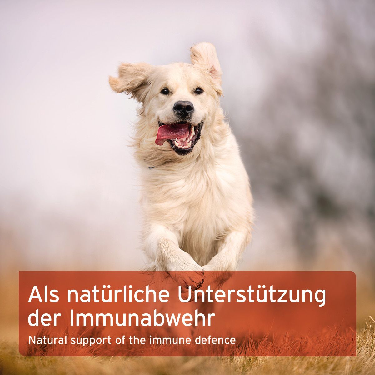 AniForte Immun-Aktiv