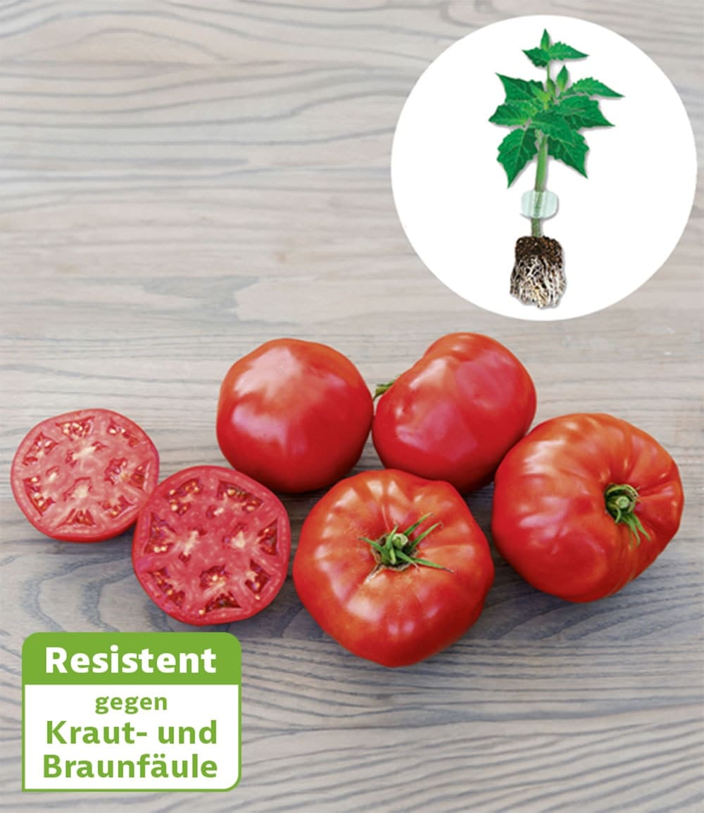 Kollektion Tomaten-Raritäten