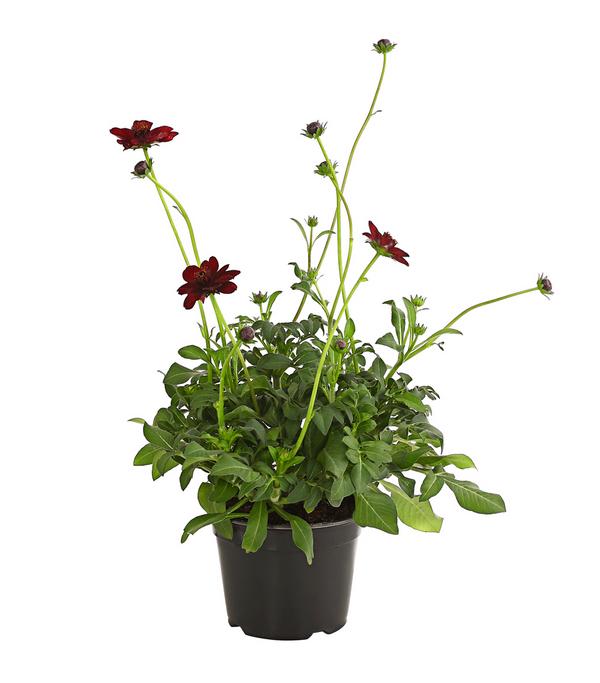 Schokoladenblume