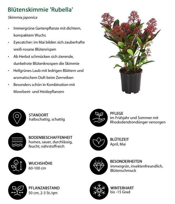 Blütenskimmie 'Rubella'