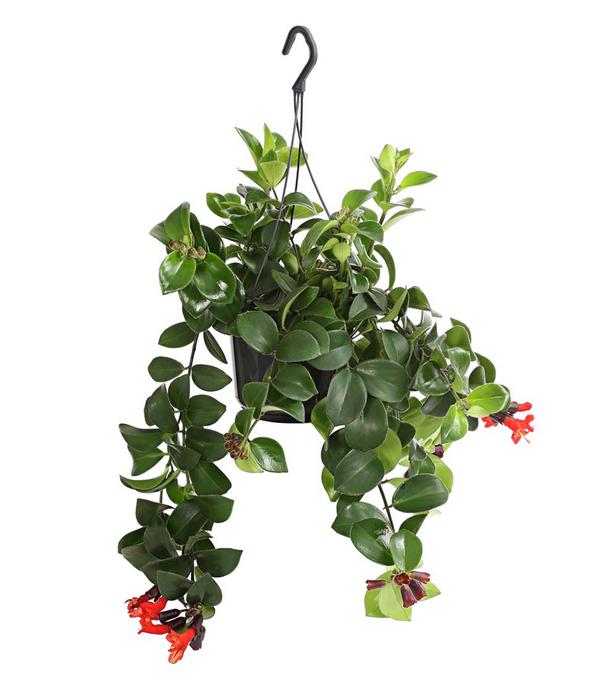 Schamblume - Aeschynanthus radicans 'Mona