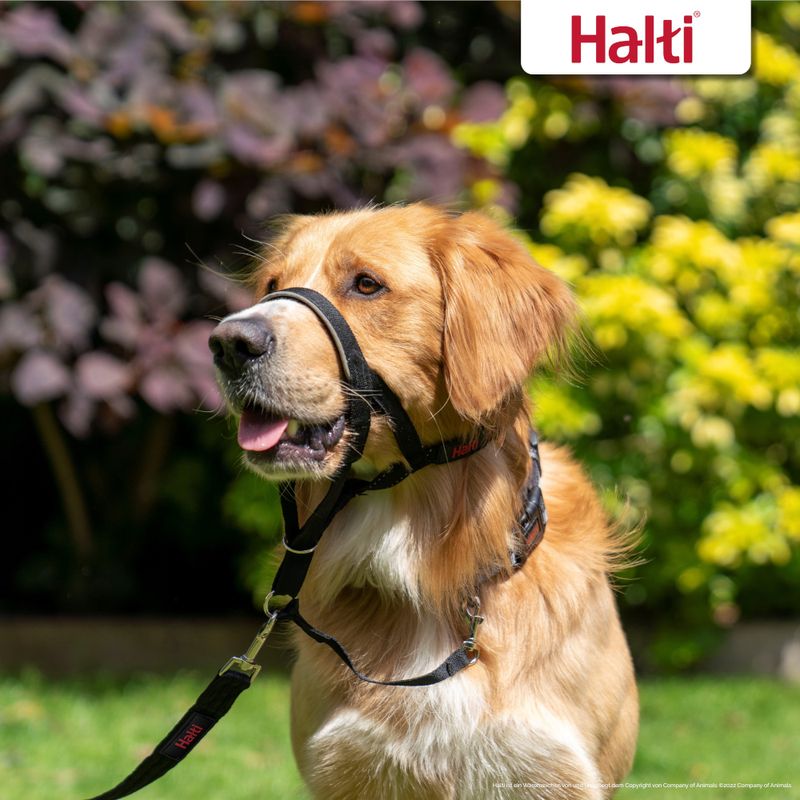 Licol Halti, noir pour chien