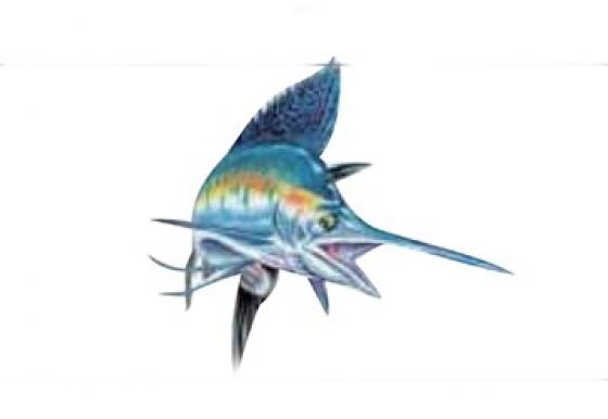 Sticker sailfish 4x3  environ 4 cm* 3 cm