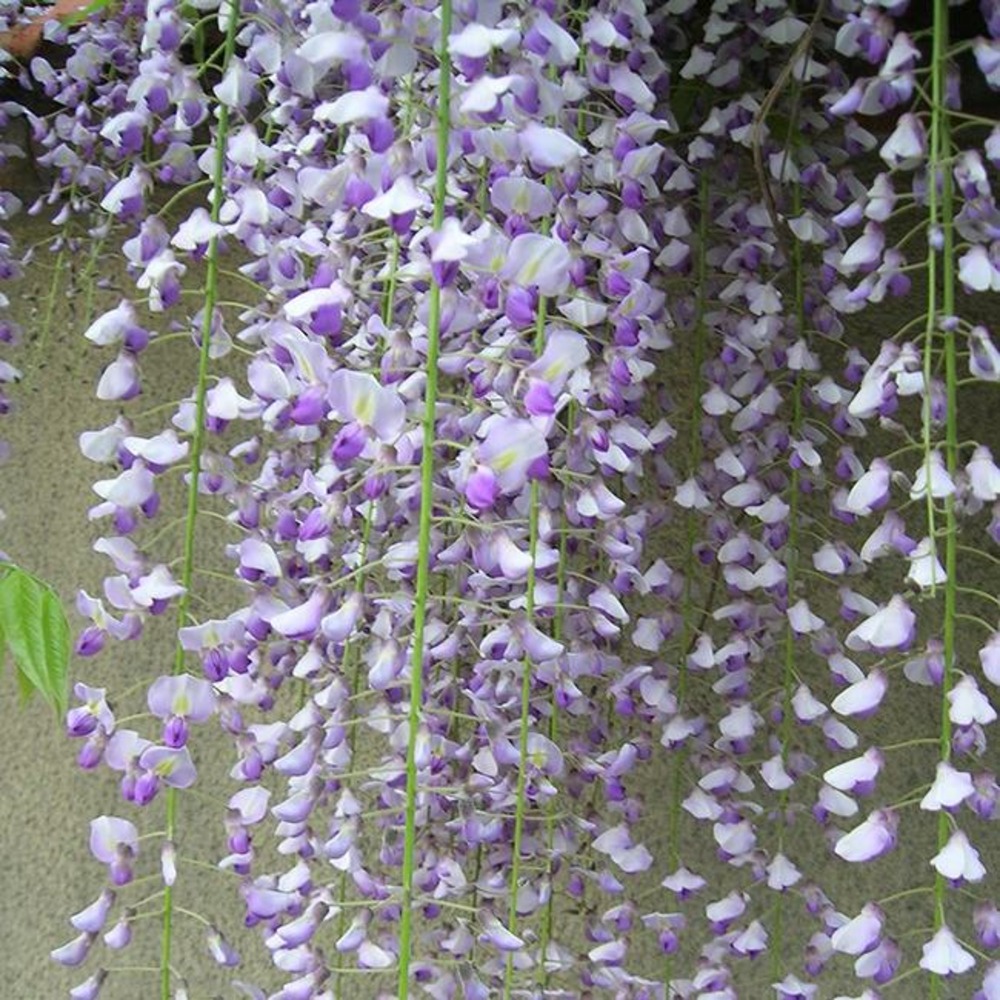 Glycine du japon 'macrobotrys' - wisteria floribunda 3l