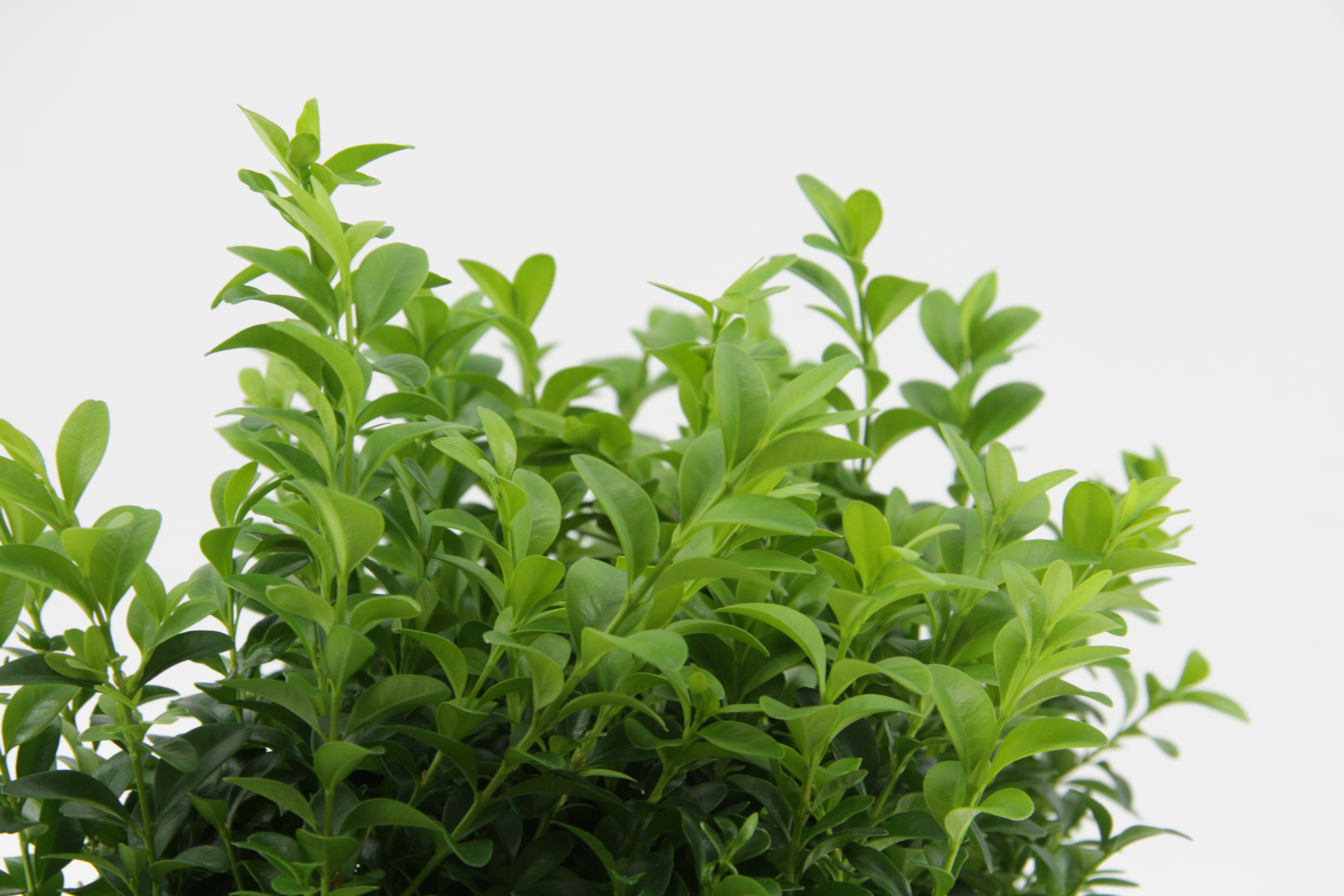 12x buxus sempervirens - buis haie - rustique - ⌀9 cm-↕ 15-20 cm
