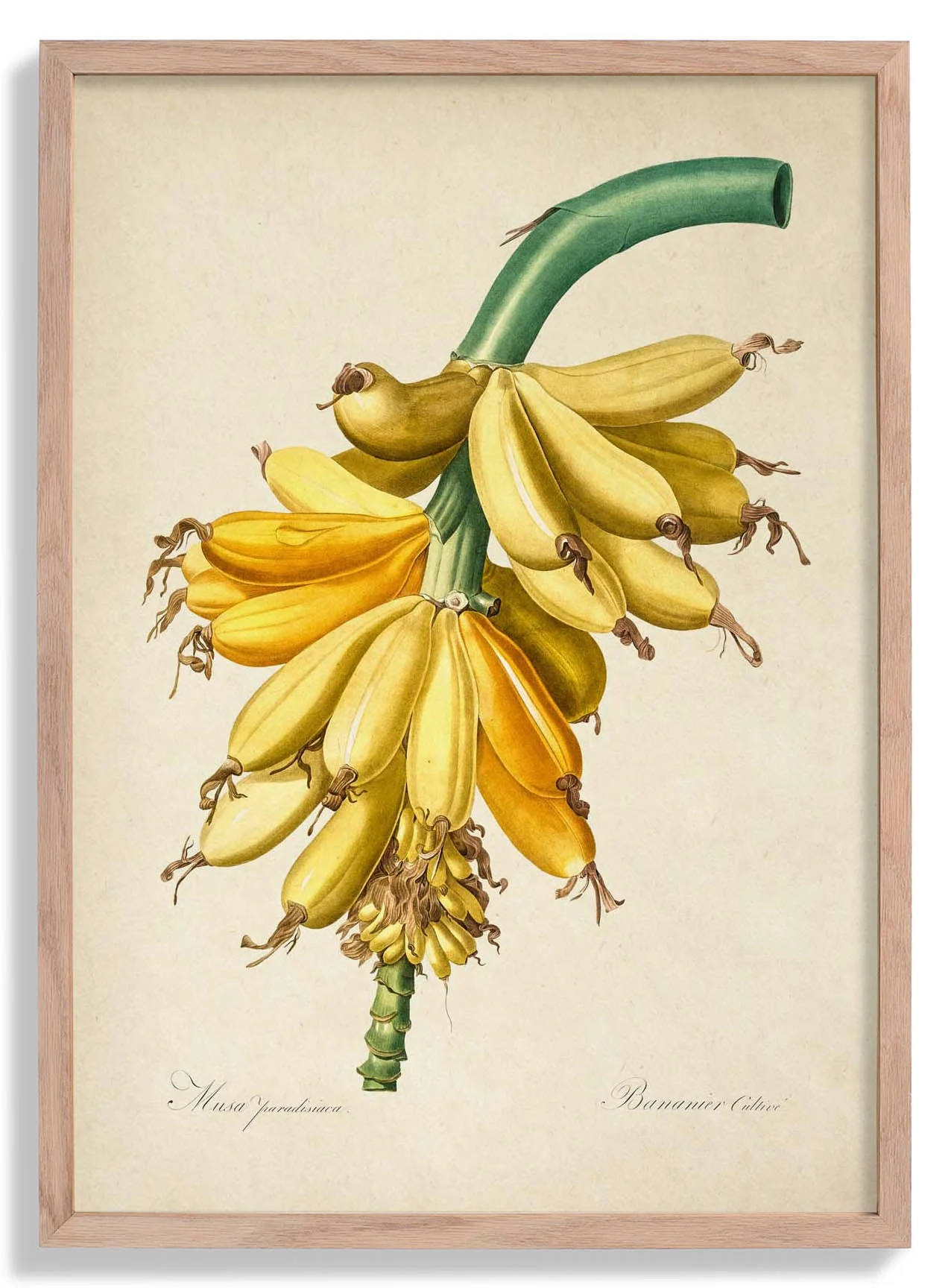 Banane