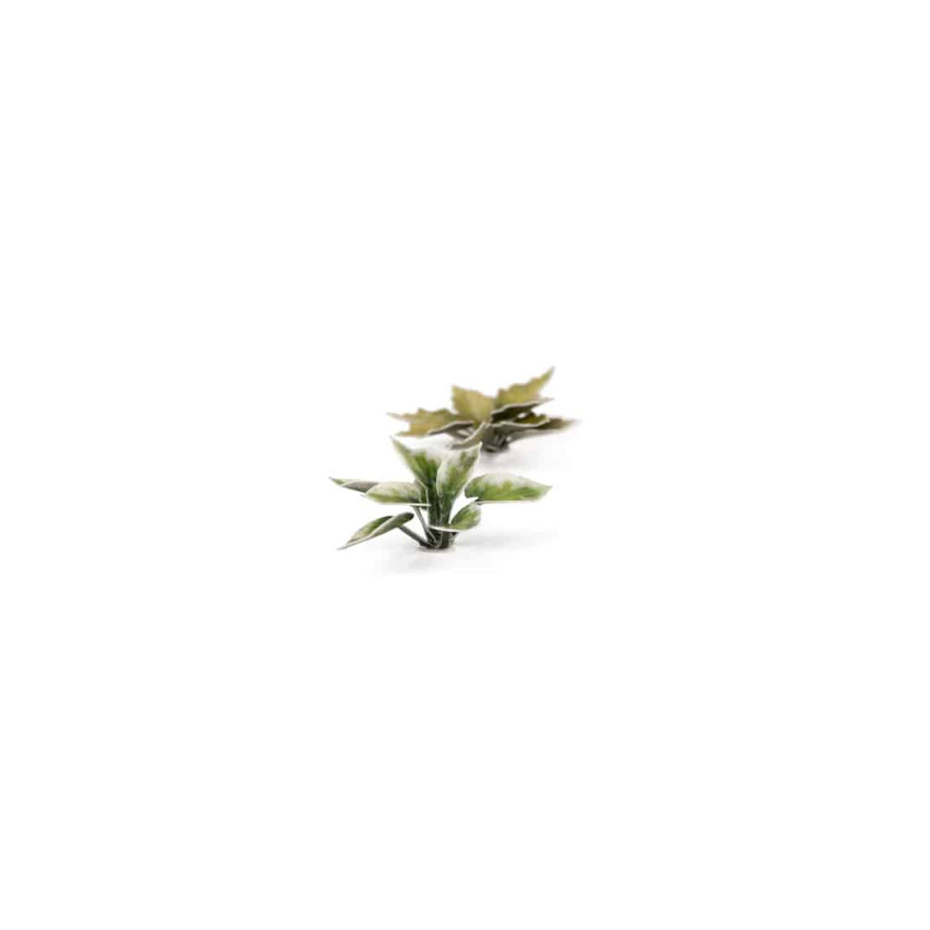 Laser Plants - Plantain Lily