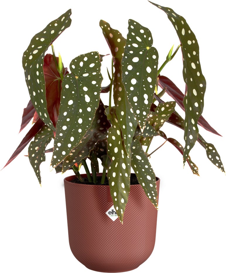 Elho bloempot Jazz rood D 14,2 H 13,1 cm