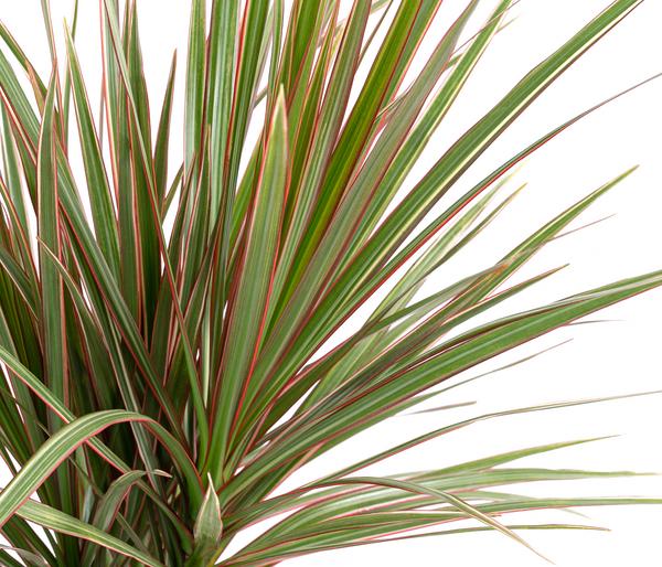 Drachenbaum - Dracaena marginata 'Bicolor'