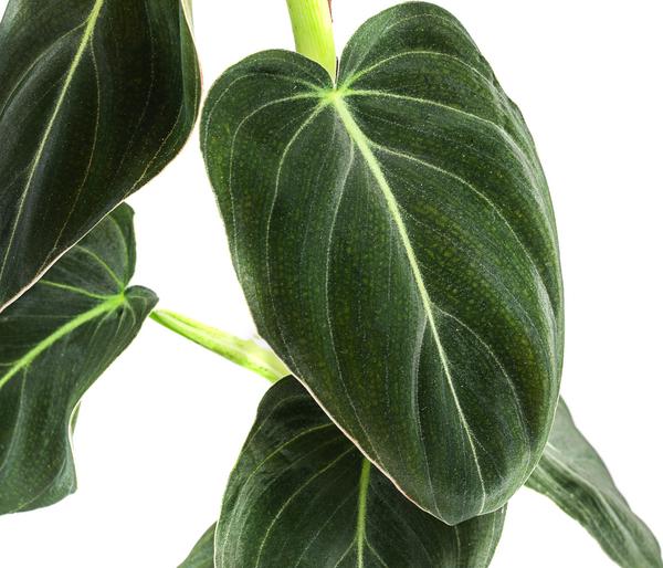Schwarzgoldener Baumfreund - Philodendron