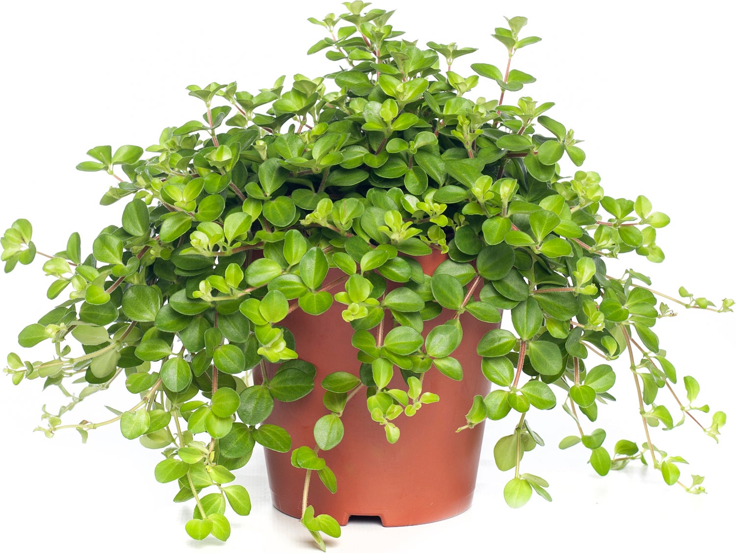 Peperomia (Peperomia rotundifolia) D 15 H 25 cm