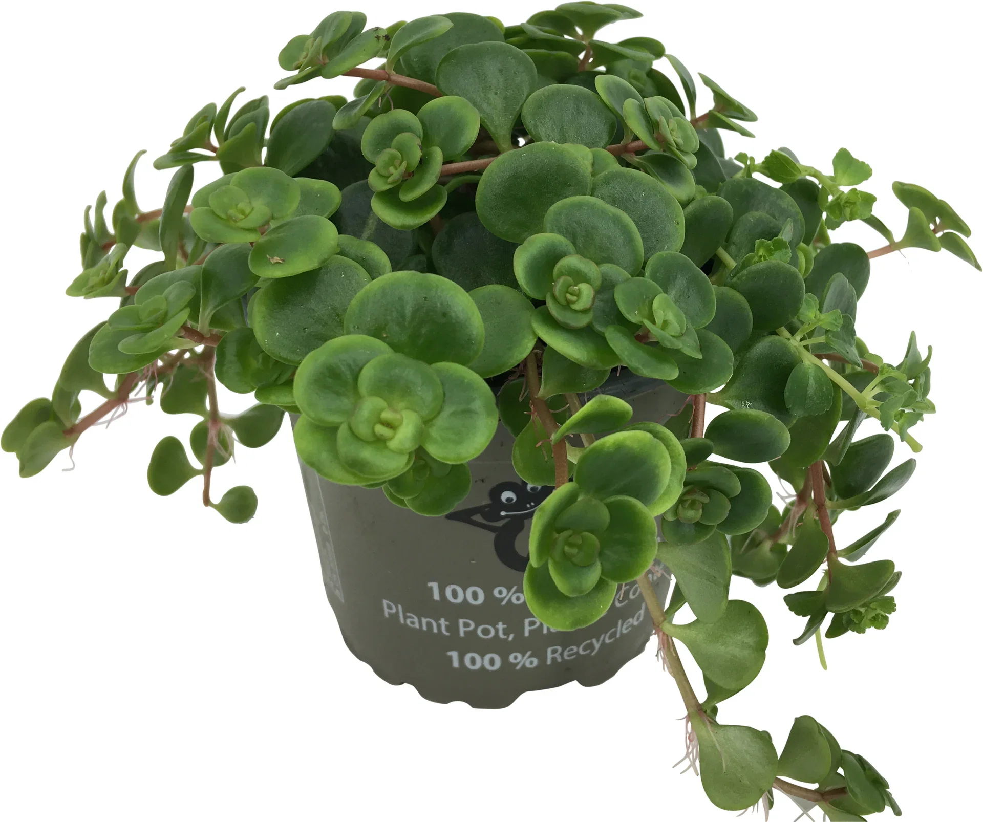 Sedum makinoi 'Tornado' Sedum ‘Tornado’ Høyde 20 cm