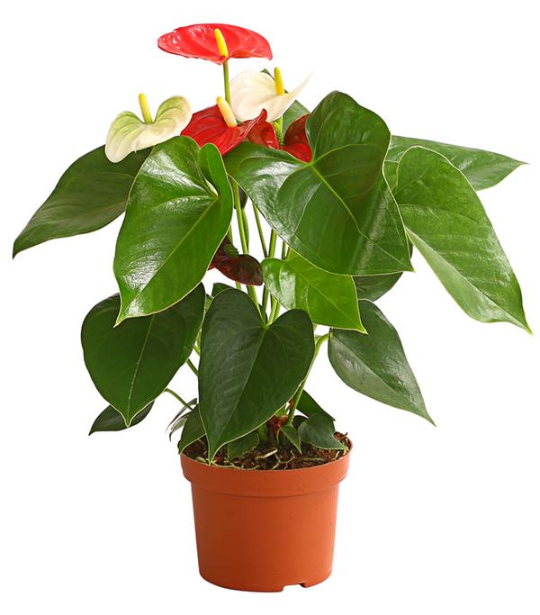 Große Flamingoblume - Anthurium andreanum