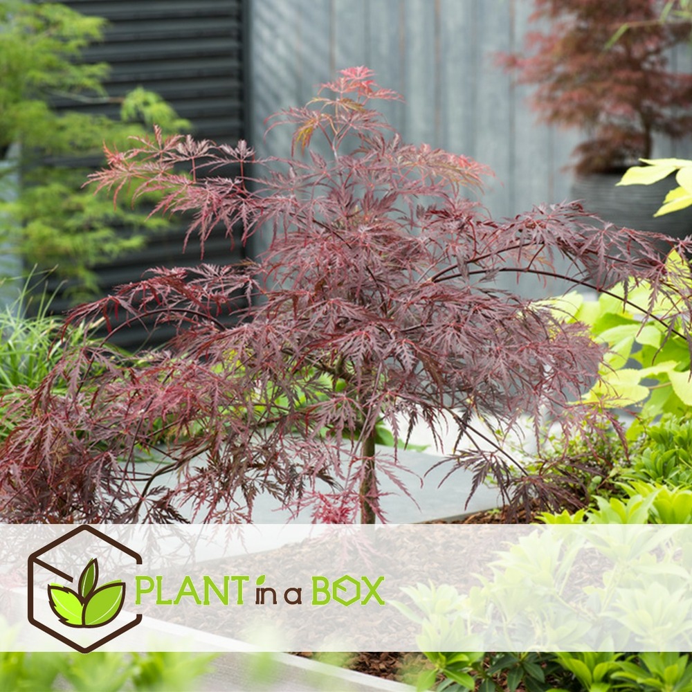 Acer palmatum 'garnet' - érable du japon - pot 19cm - hauteur 60-70cm