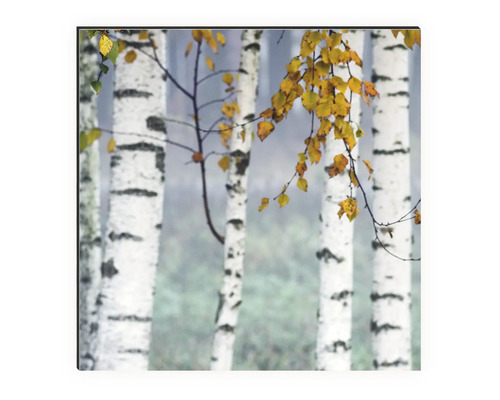 Keukenachterwand mySpotti Profix berkenbos 100 x 60 cm PX-10060-14-HB