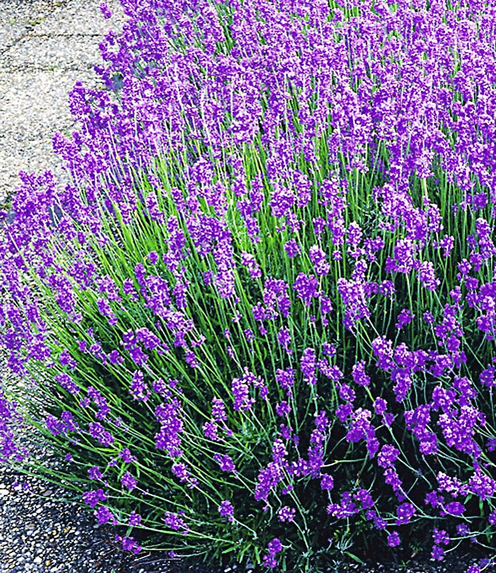 Lavendel-Kollektion