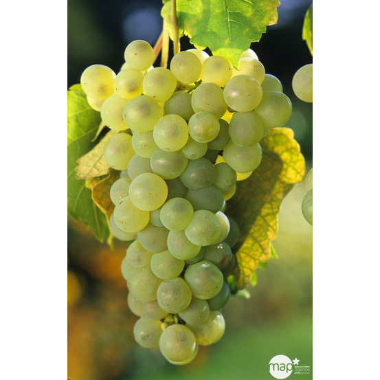 Vigne 'Chasselas Doré' : pot de 1,5 litres